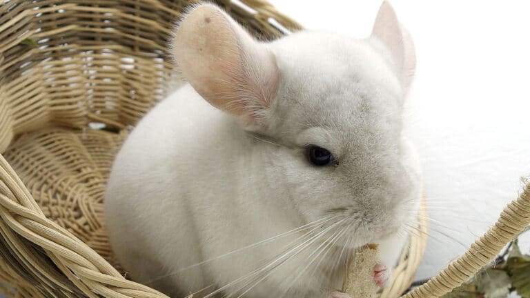 A chinchilla ready to eat hay.