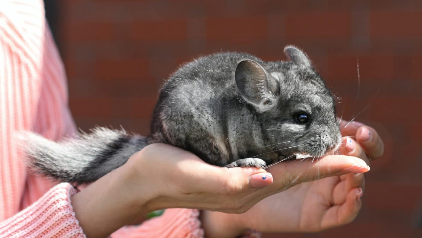 grey chinchilla for hay guide for small pets