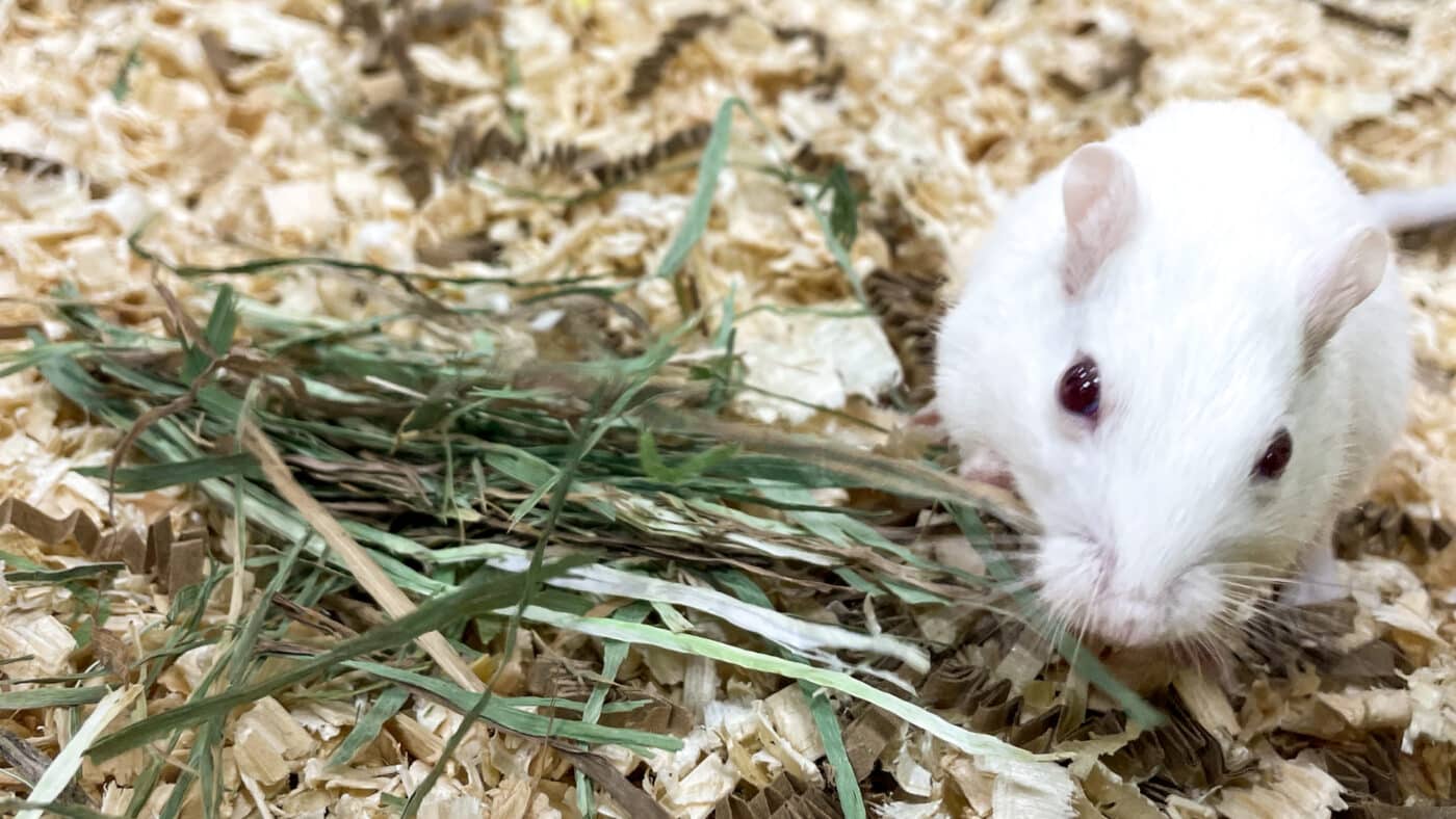 white gerbil eating hay for hay guide for small pets