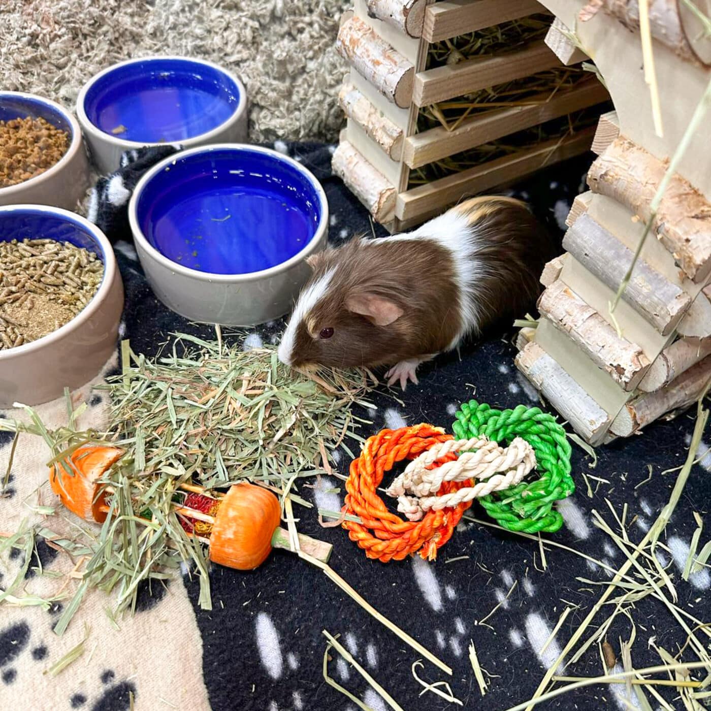 guinea pig by hay for hay guide for small animals