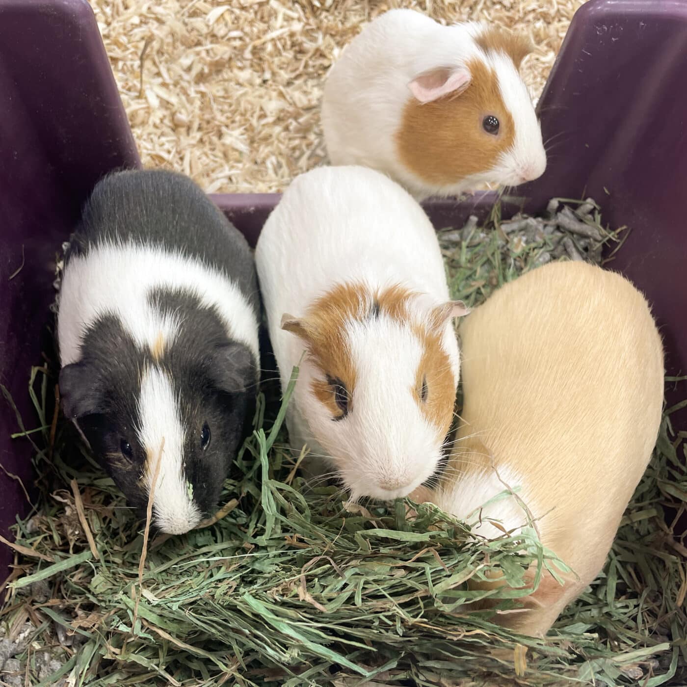 guinea pigs eating for hay guide for small pets