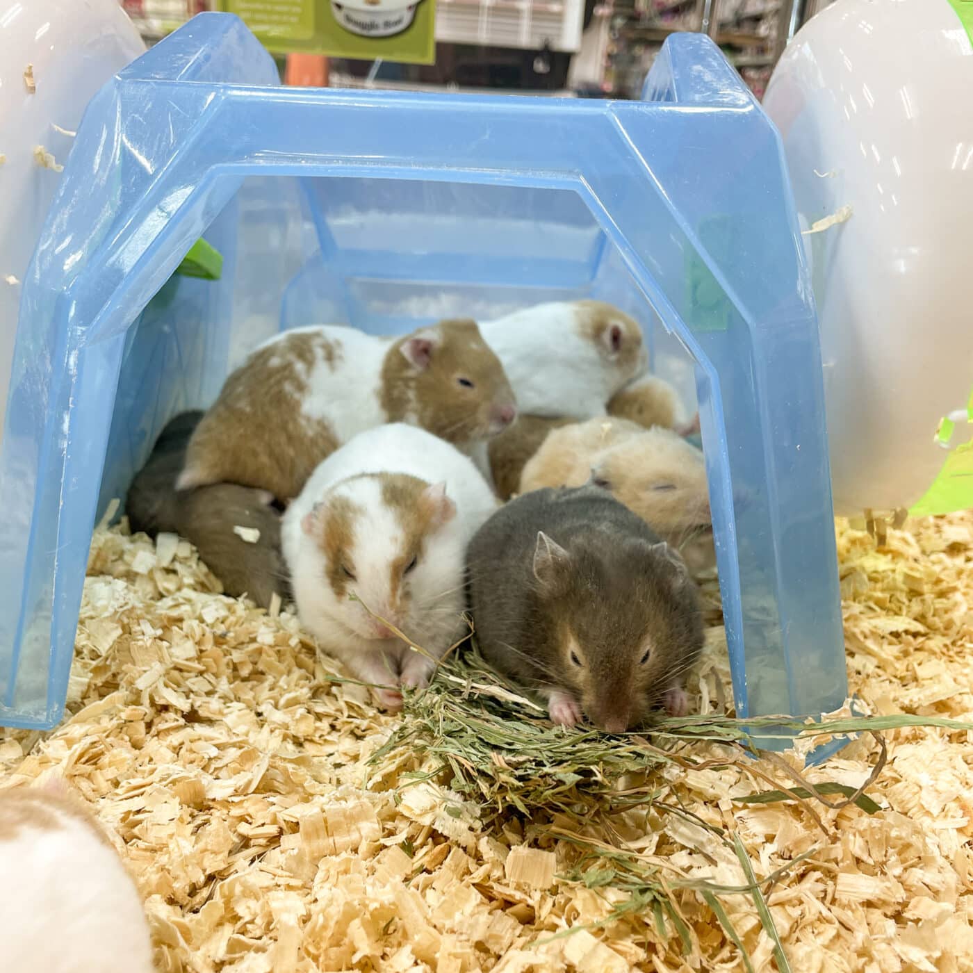 several hamsters for hay guide for small pets