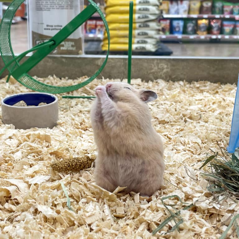 hamster in cage for hay guide for small pets