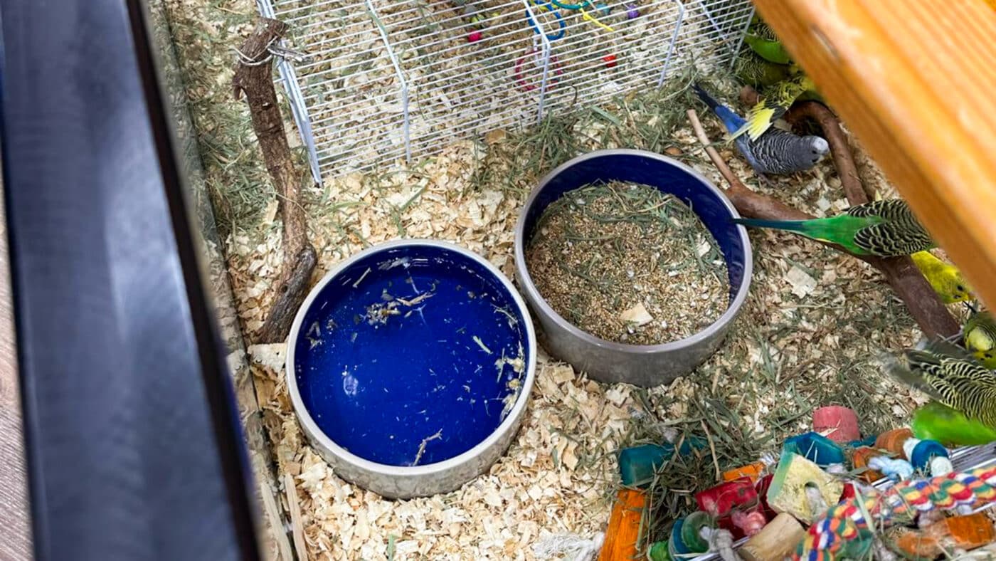 parakeets in cage for the hay guide for small pets