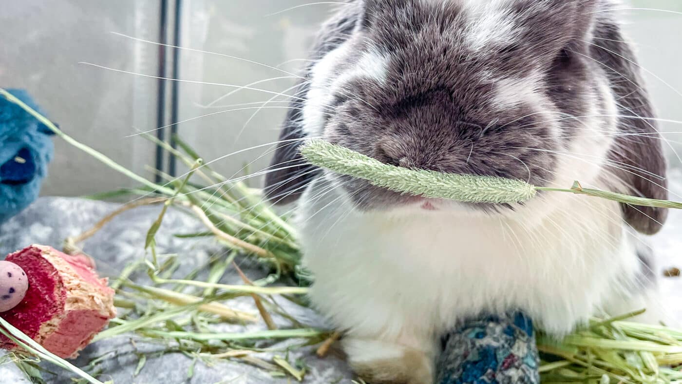 a rabbit for the hay guide for small pets