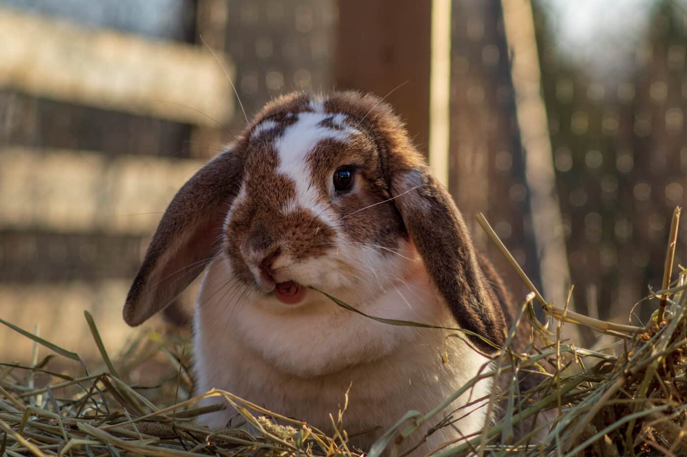 Bunny eating some organic oat hay. 