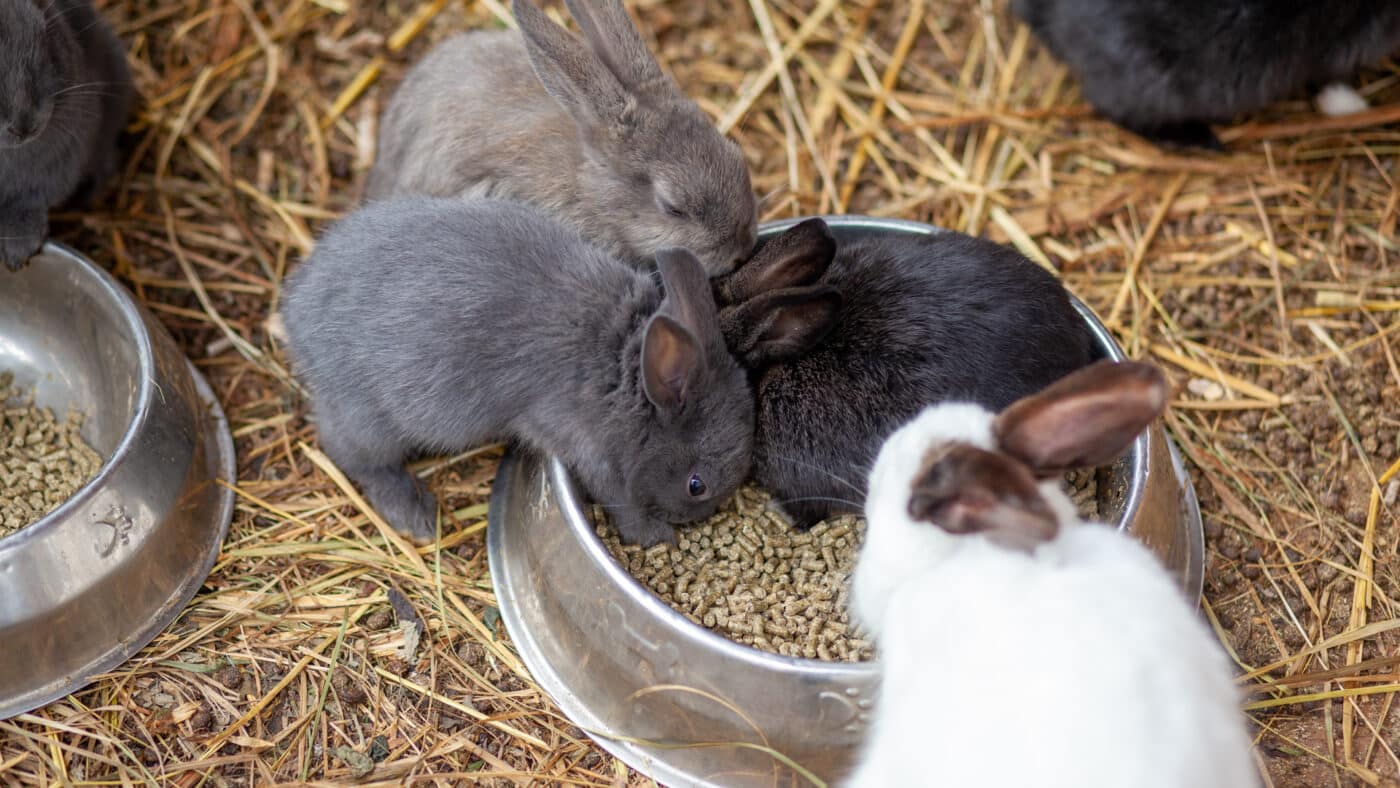 small fluffy rabbits in the pen are eating food from a cup for the organic oat hay article 