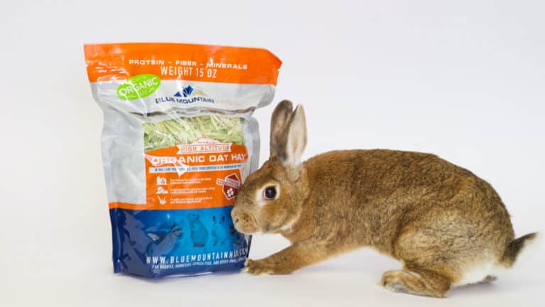 Bunny rabbit eating organic oat hay.