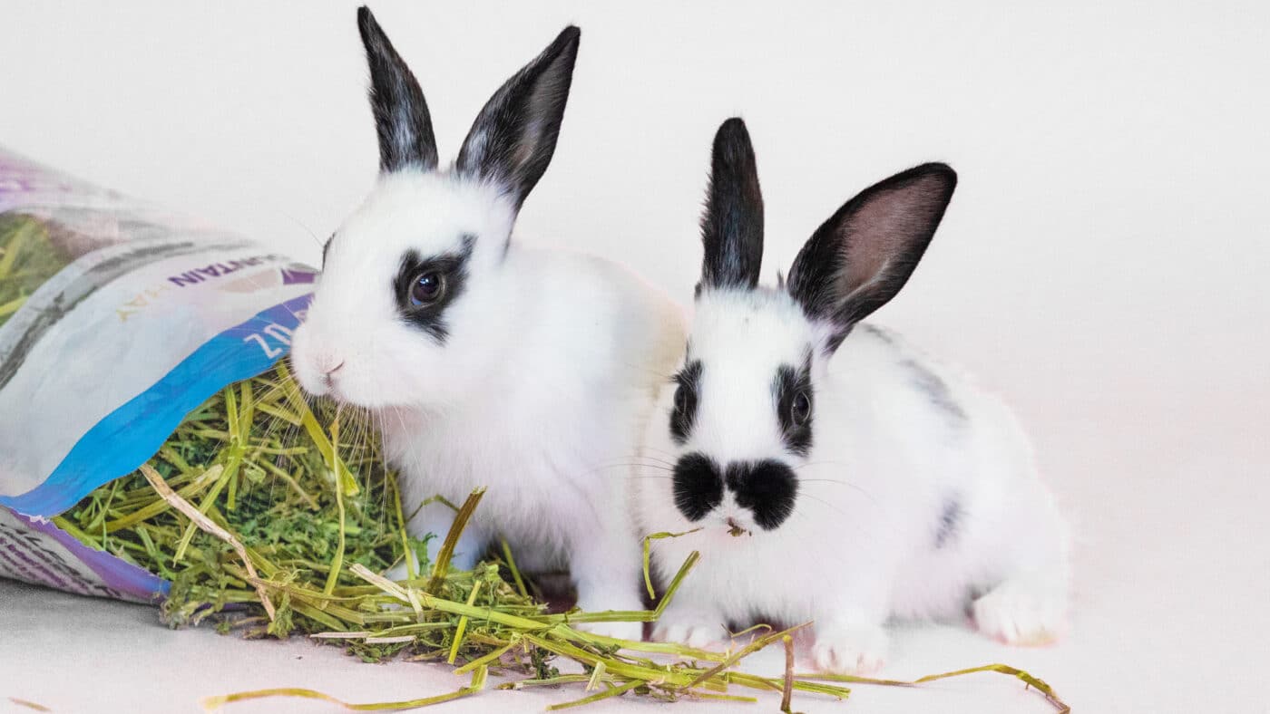 Rabbits eating alfalfa for organic oat hay article. 