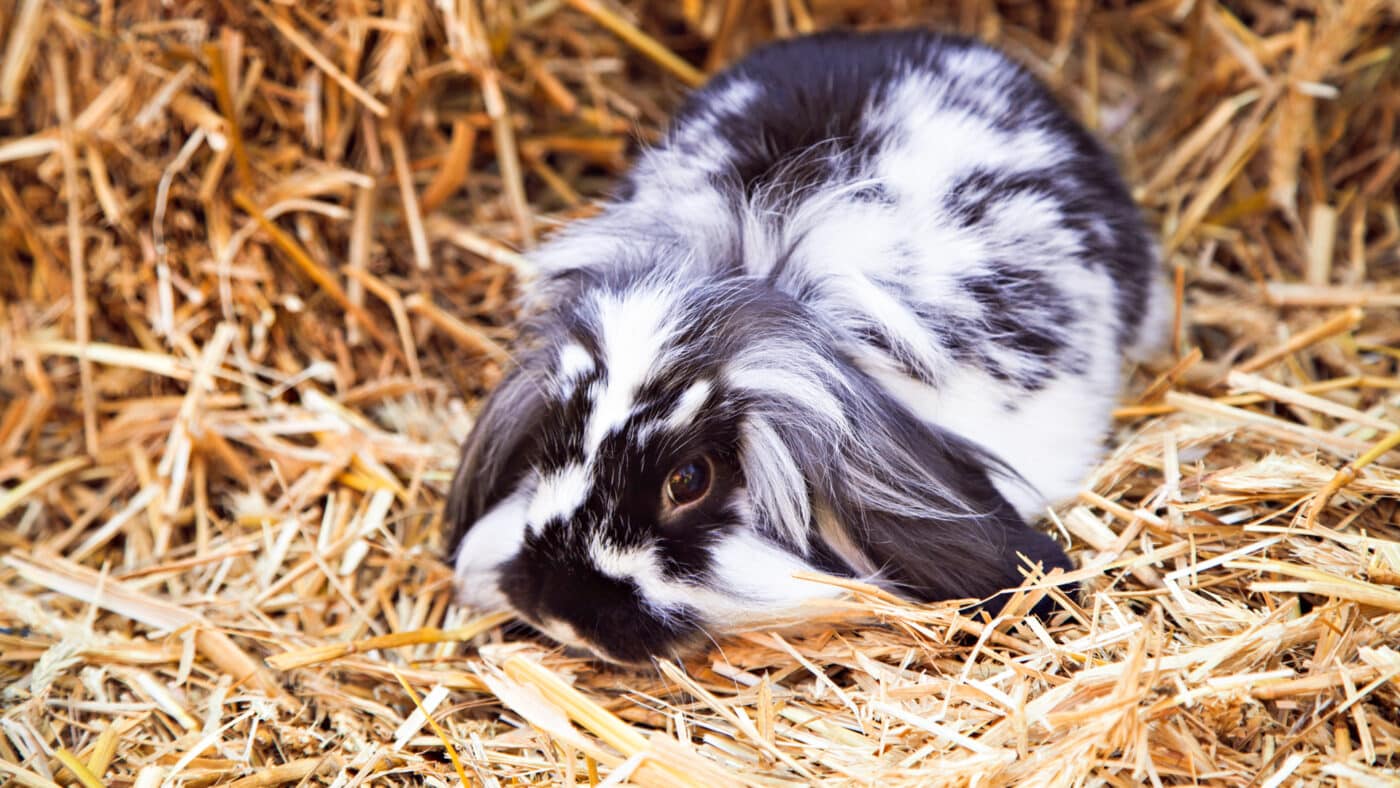 black and white rabbit sitting in straw bedding for rabbits for sale