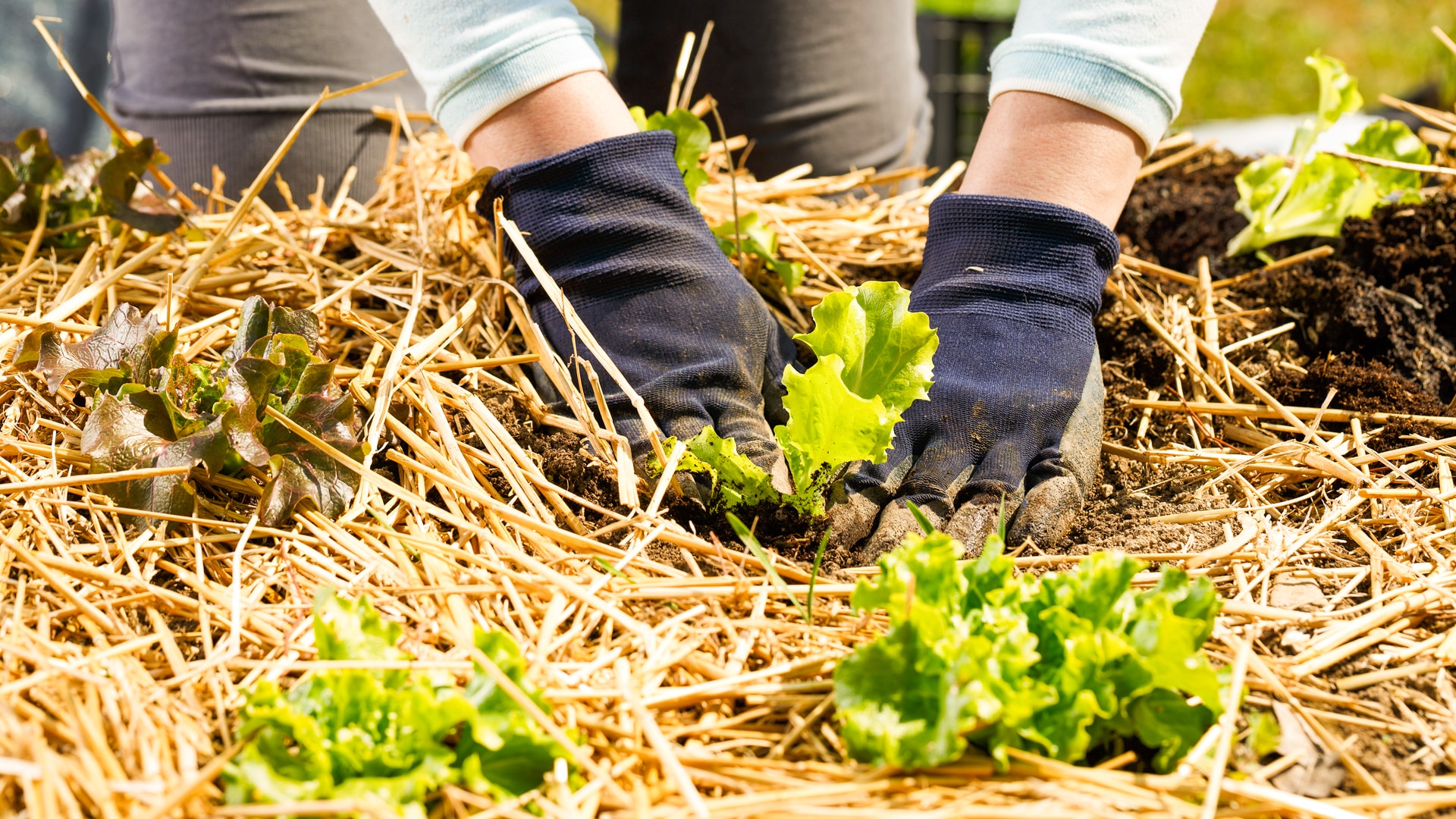 gardener planting lettuce seedlings in best straw mulch for vegetable garden
