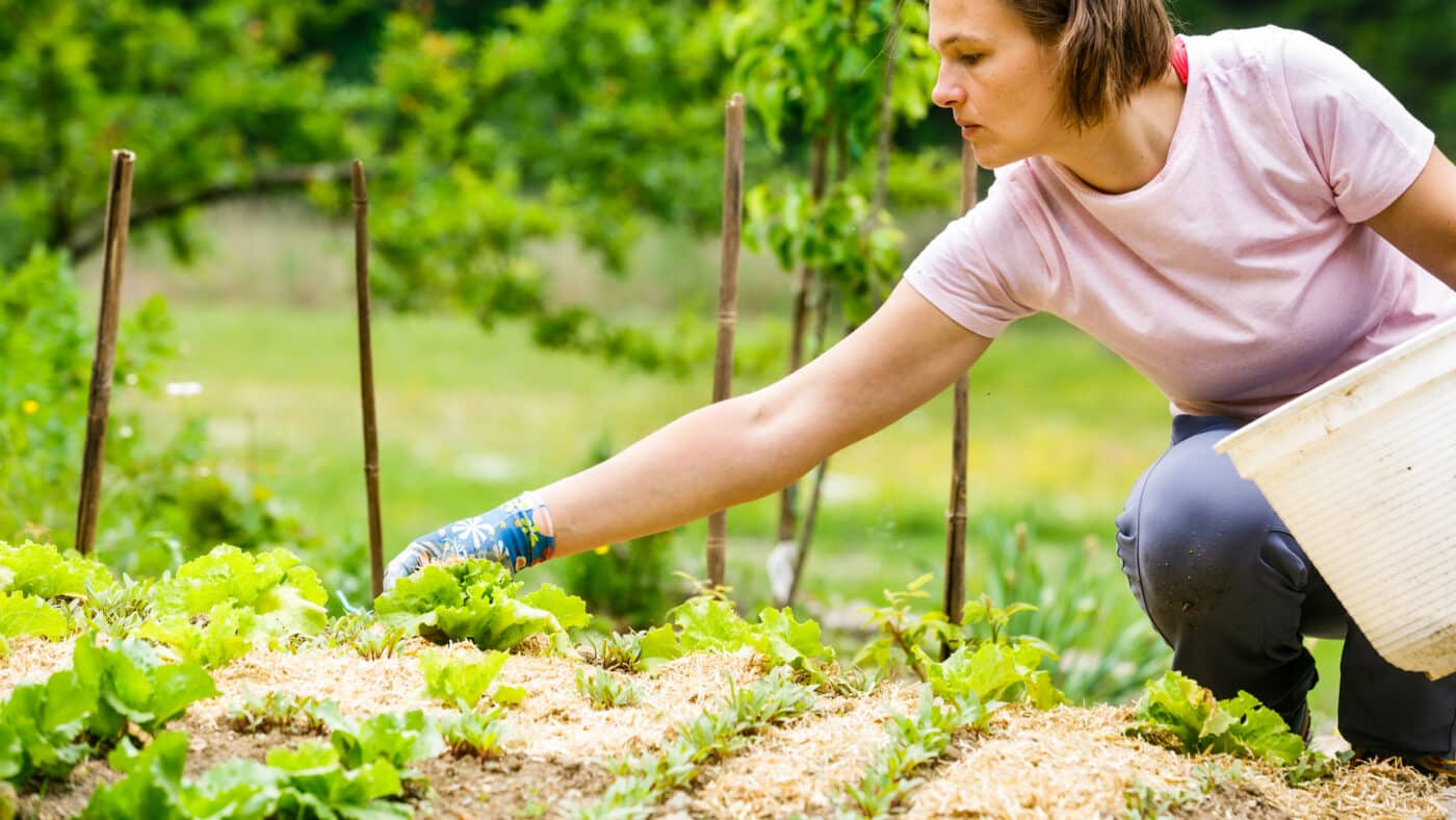 woman gardener planting salad and mulching it for putting straw on garden for winter article
