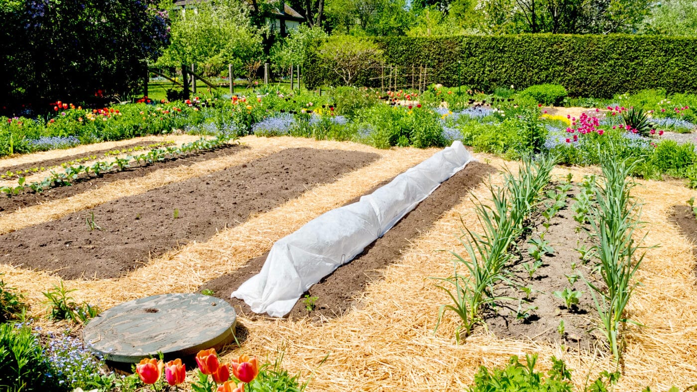 beautiful vegetable garden in early spring with straw garden mulch