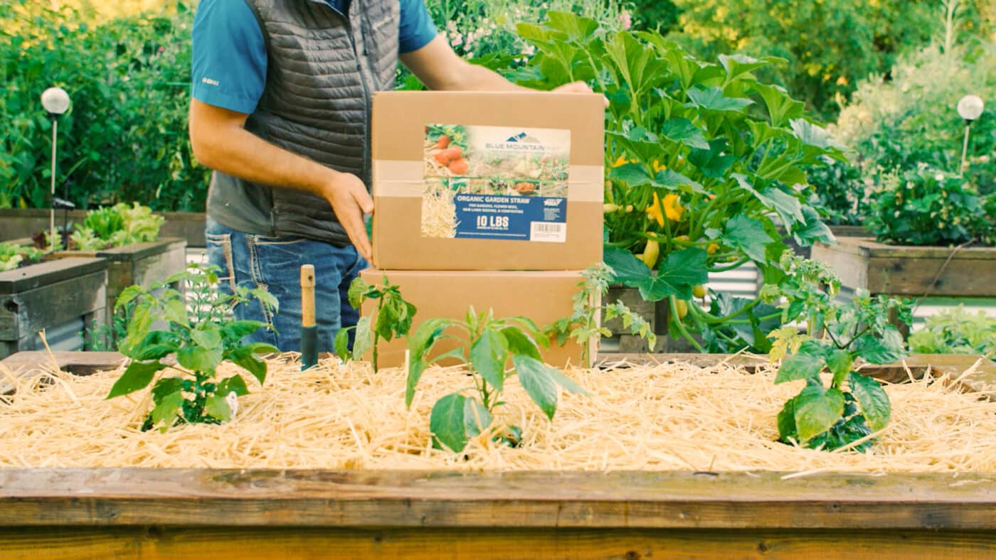 box of straw garden mulch for sale by raised garden bed