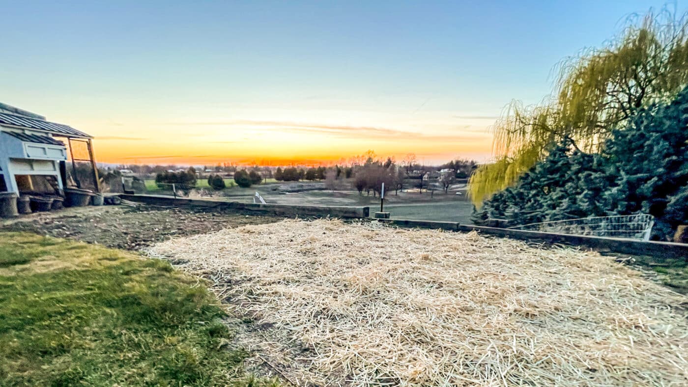 sunset with straw garden mulch for sale