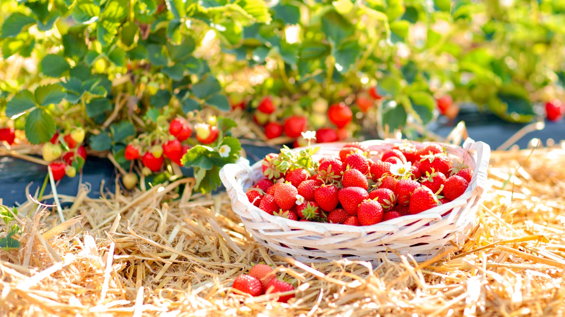 Straw Garden Mulch: The Ultimate Guide | Blue Mountain Hay