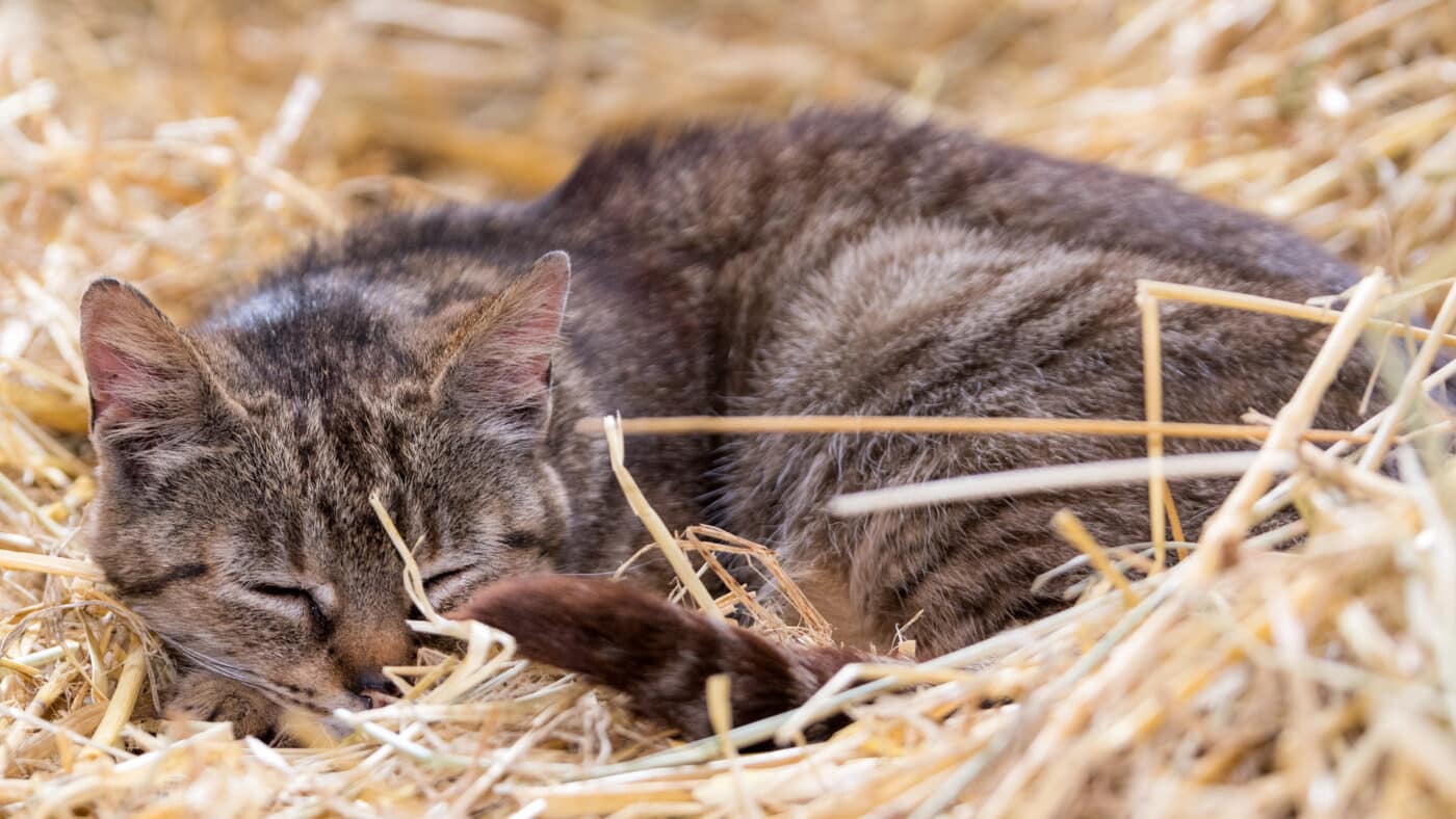sleeping kitten in straw for cat shelter