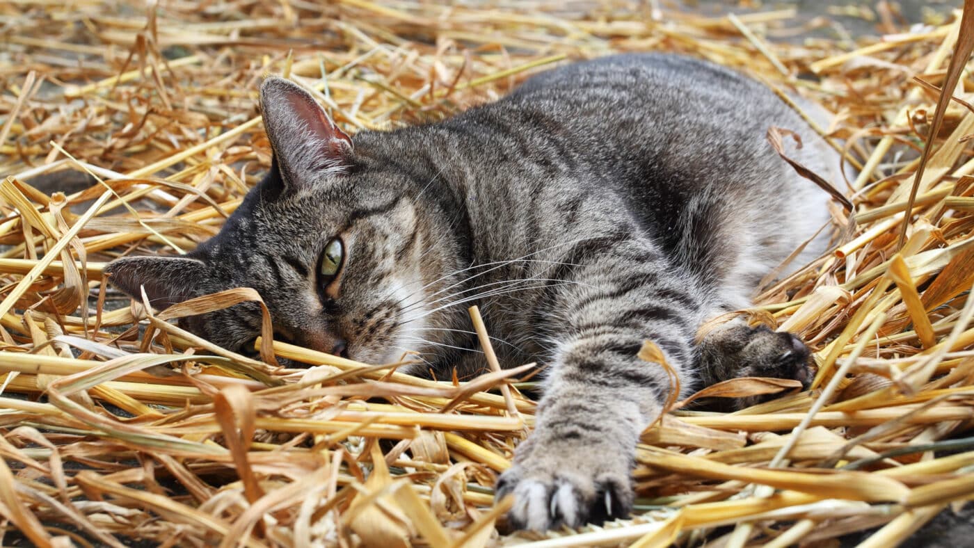 grey cat lying in straw for feral cat shelter