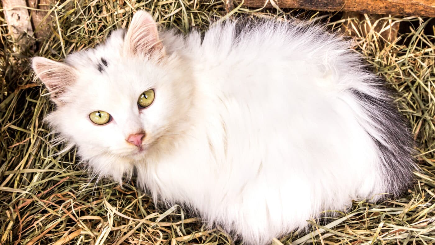 white cat lying in basket for straw for stray cat shelter blog