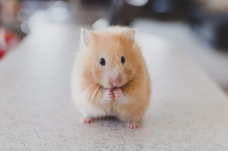 yellow hamster for timothy hay for hamsters article