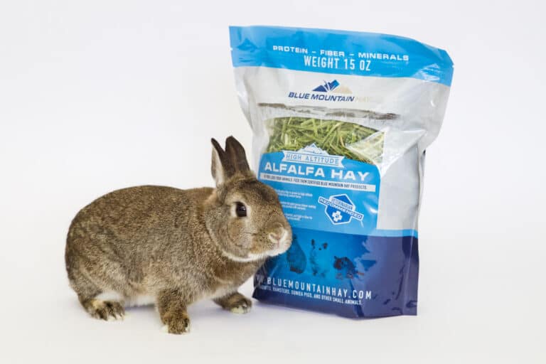 rabbit with alfalfa hay for sale