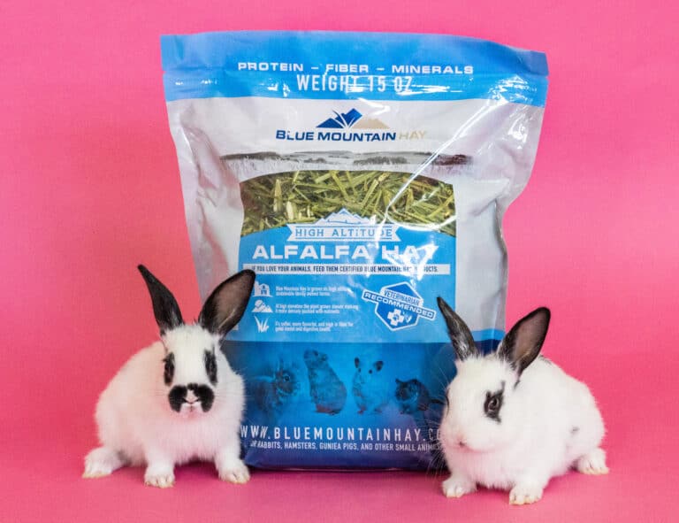 white rabbits with alfalfa pouch for sale
