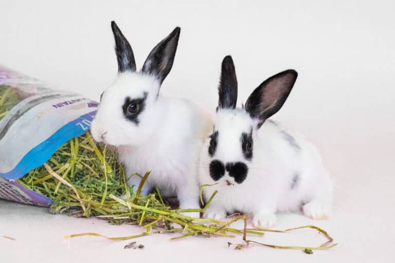 two rabbits eating alfalfa hay pouch for sale