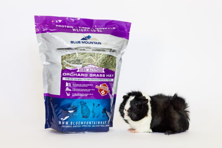 guinea pig with orchard grass hay pouch for sale
