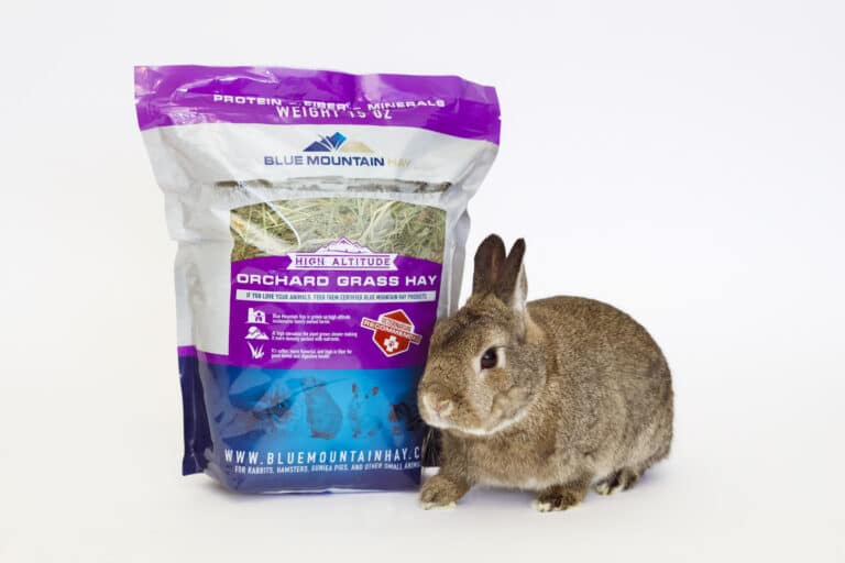 rabbit with orchard grass hay pouch for sale