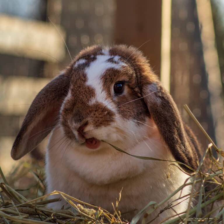 rabbit on straw for pet bedding for sale