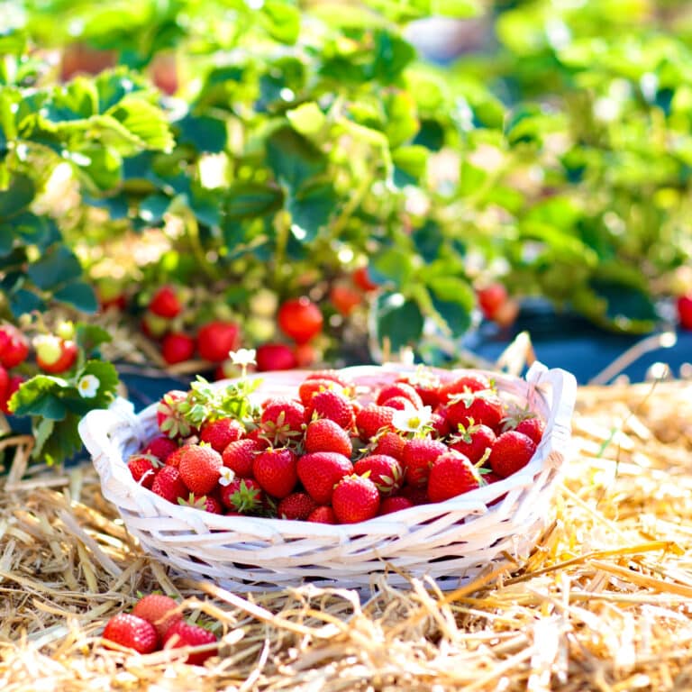 strawberries in basket on organic garden straw for sale