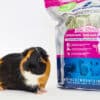 guinea pig with organic mountain hay pouch for sale