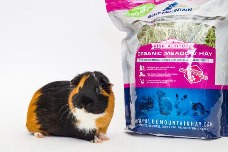 guinea pig with organic mountain hay pouch for sale