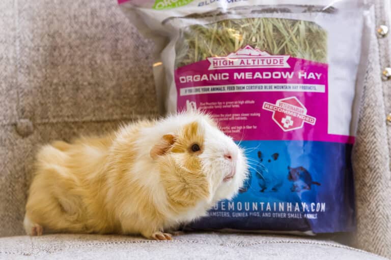 guinea pig on couch with organic meadow hay pouch for sale