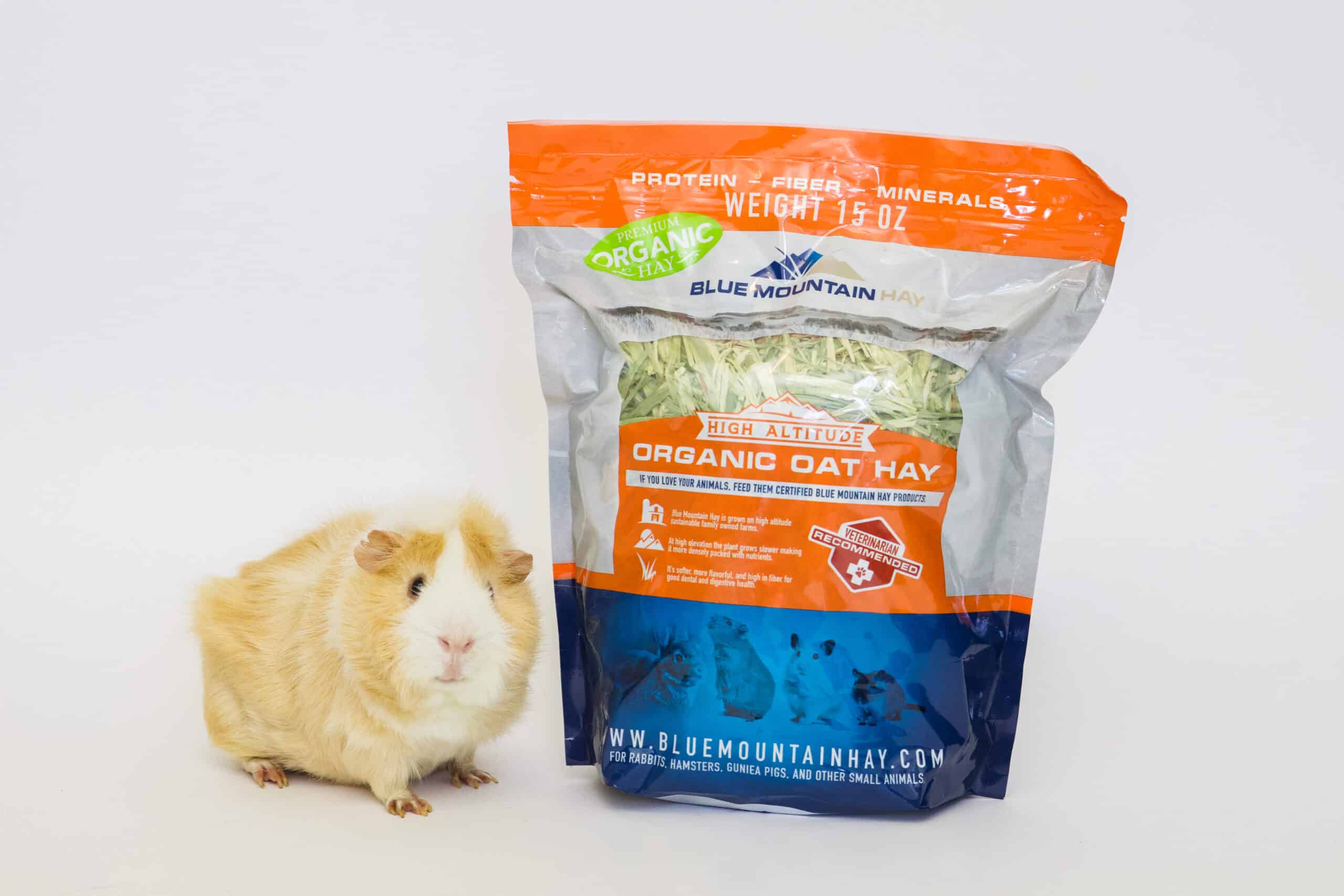 Is oat hay outlet good for guinea pigs