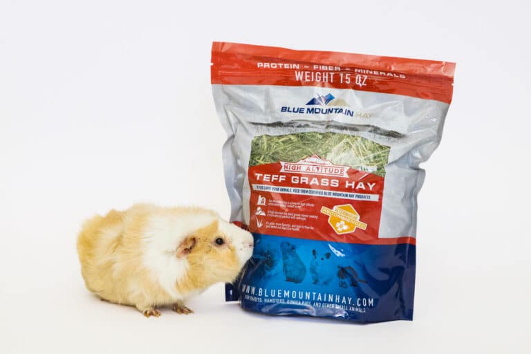 guinea pig with teff grass hay pouch for sale