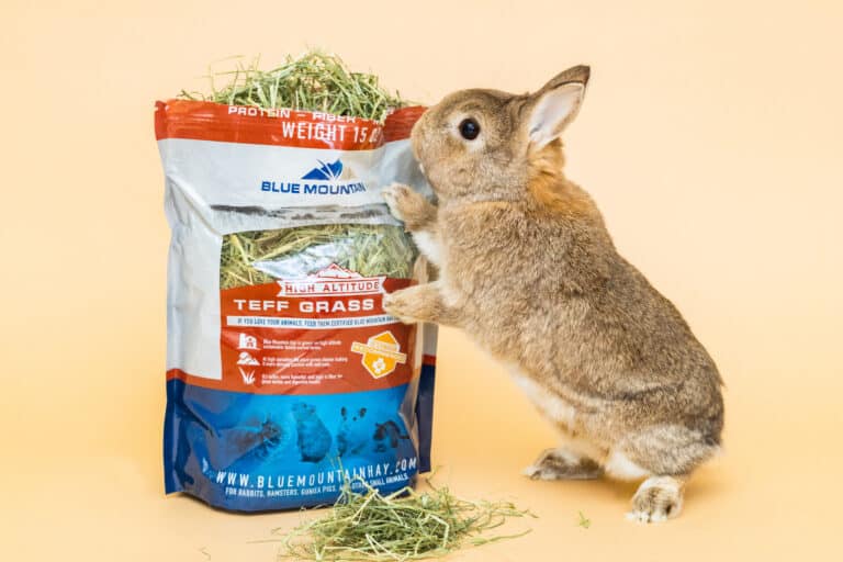 rabbit with teff grass hay pouch for sale
