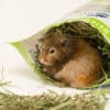 hamster in timothy hay pouch