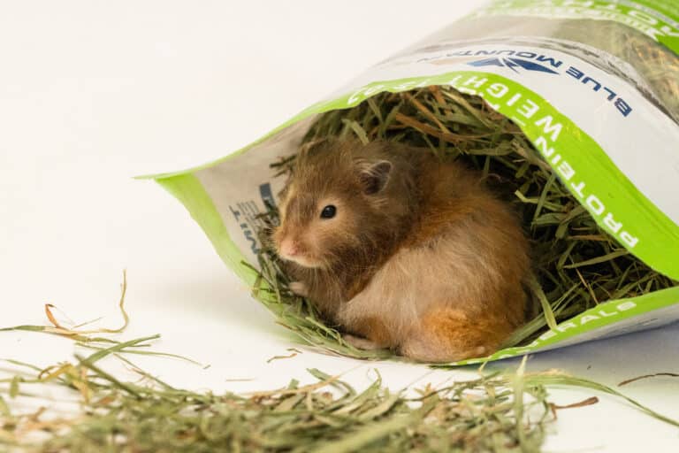 hamster in timothy hay pouch