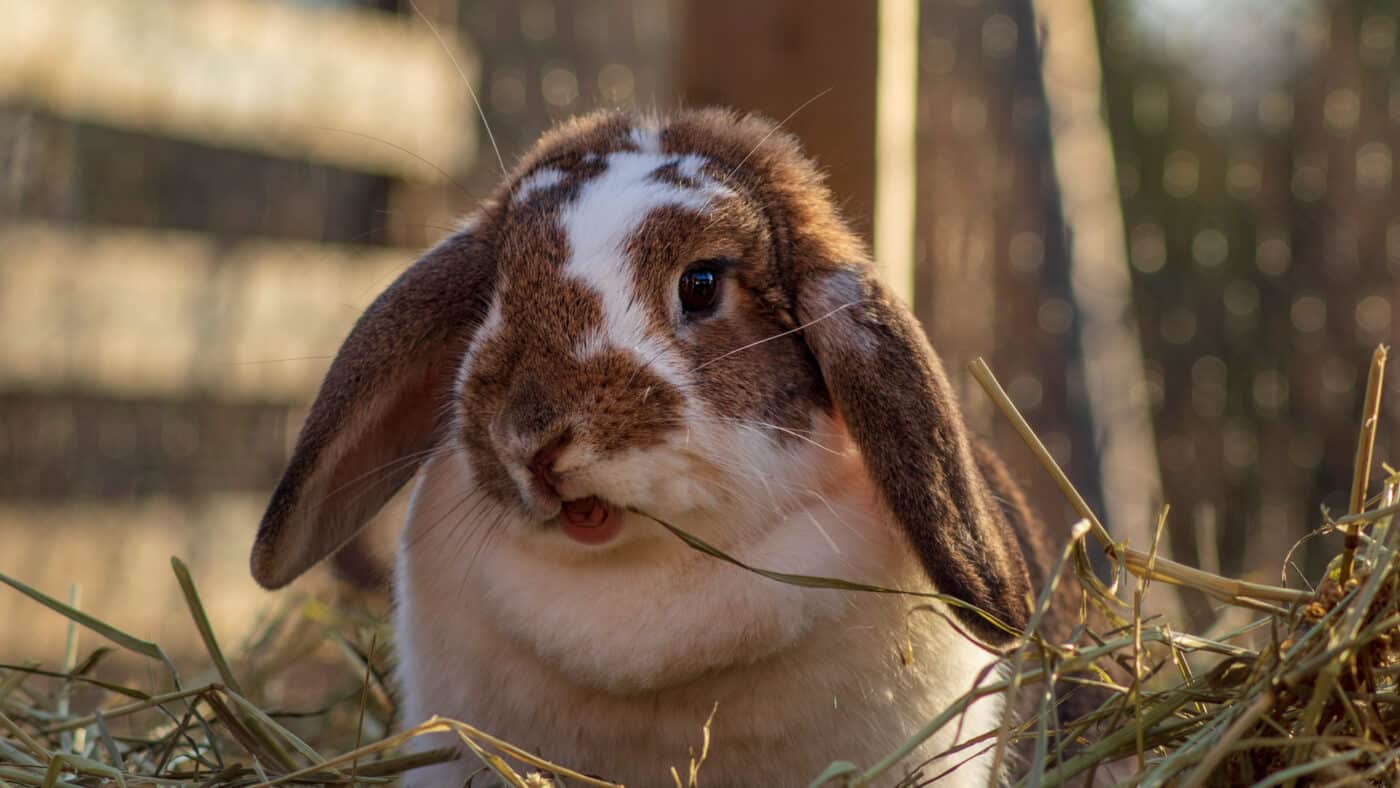 a rabbit who will probably get the RHDV2 vaccine for rabbits 