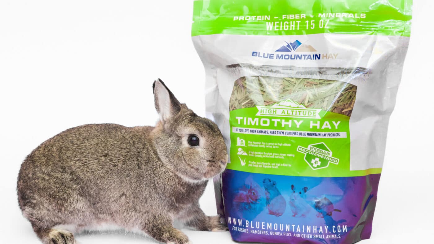 a rabbit who will probably get the RHDV2 vaccine for rabbits 