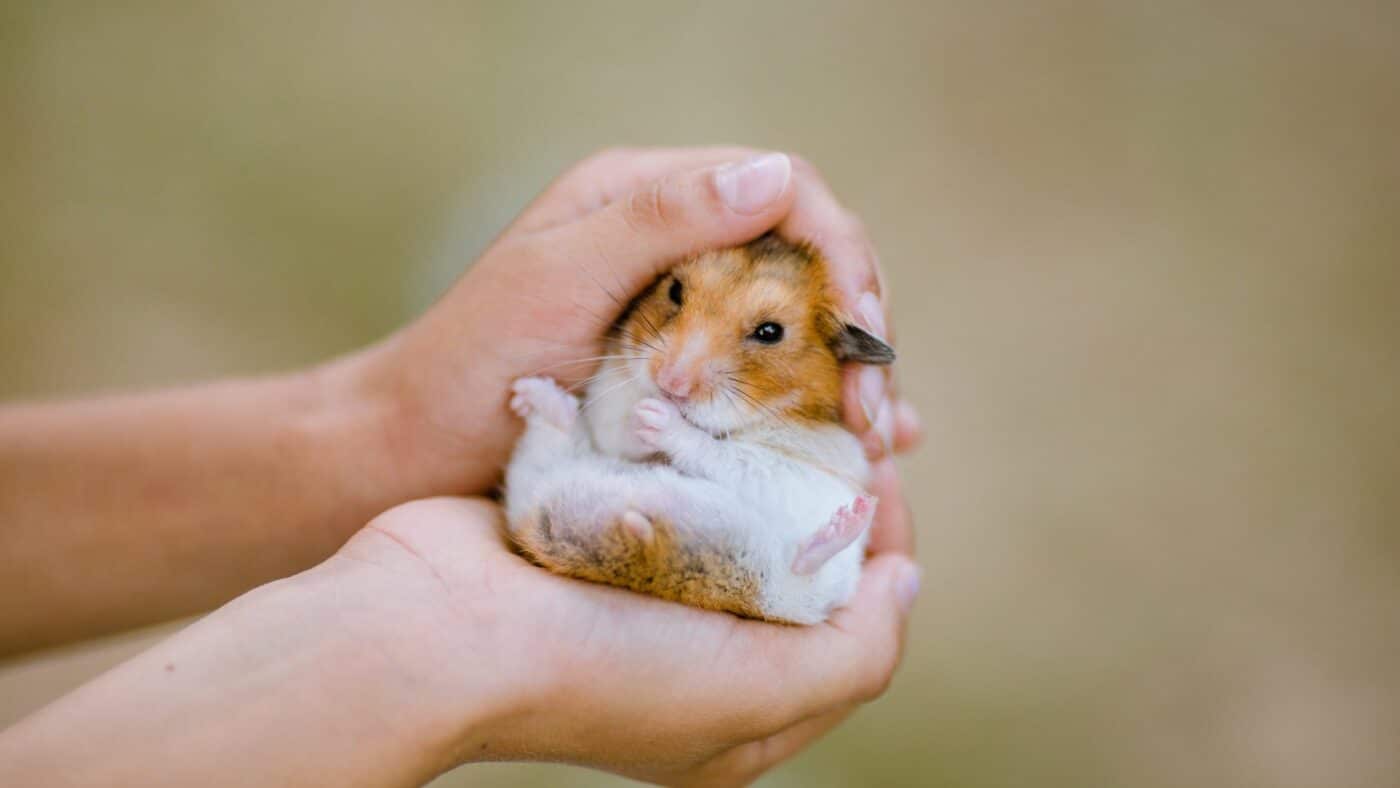 a hamster considering timothy hay 