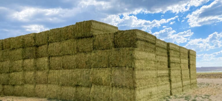 alfalfa cube livestock and dairy