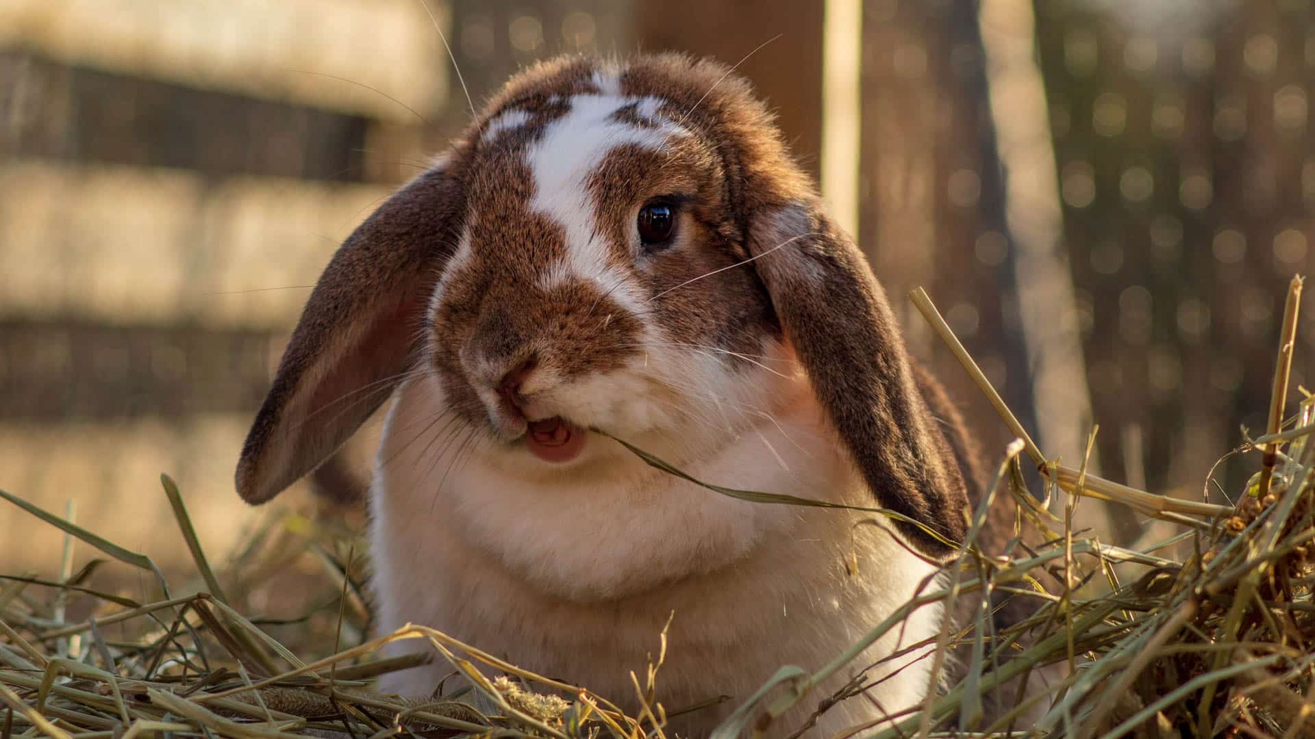 Alfalfa Hay for Rabbits: Complete Guide