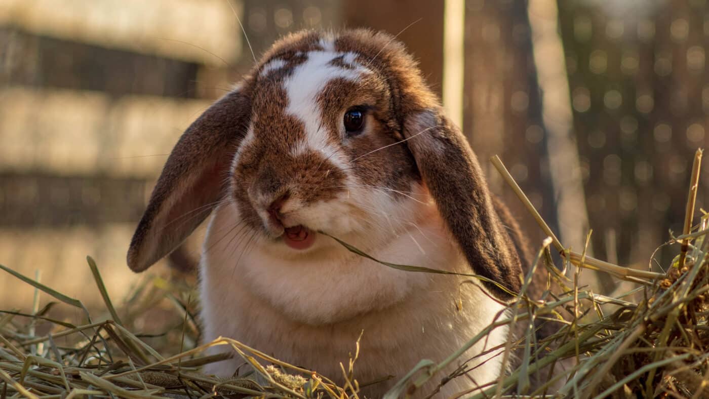 picture of rabbit with alfalfa hay for rabbits