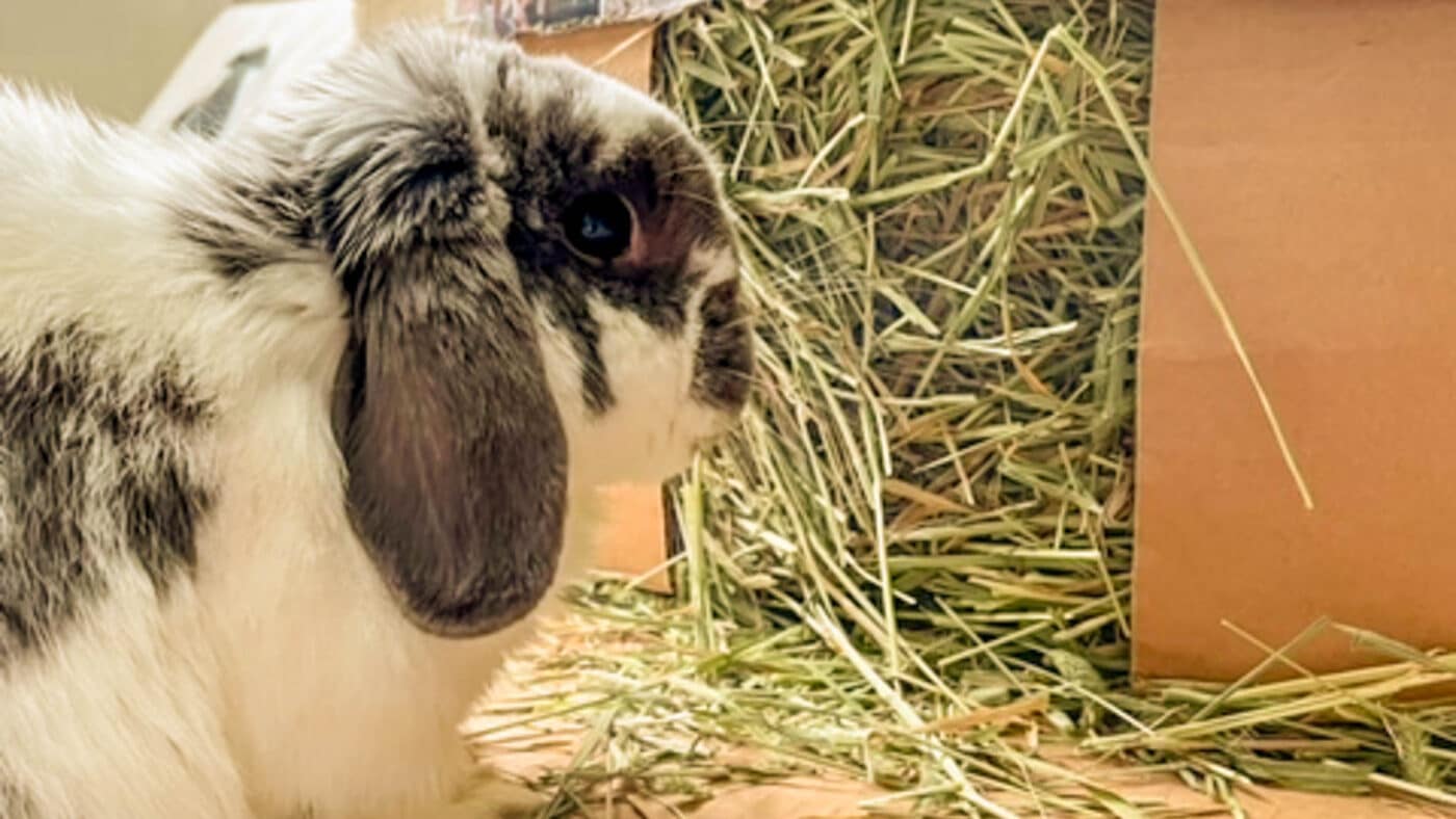 picture of rabbit eating alfalfa hay for rabbits