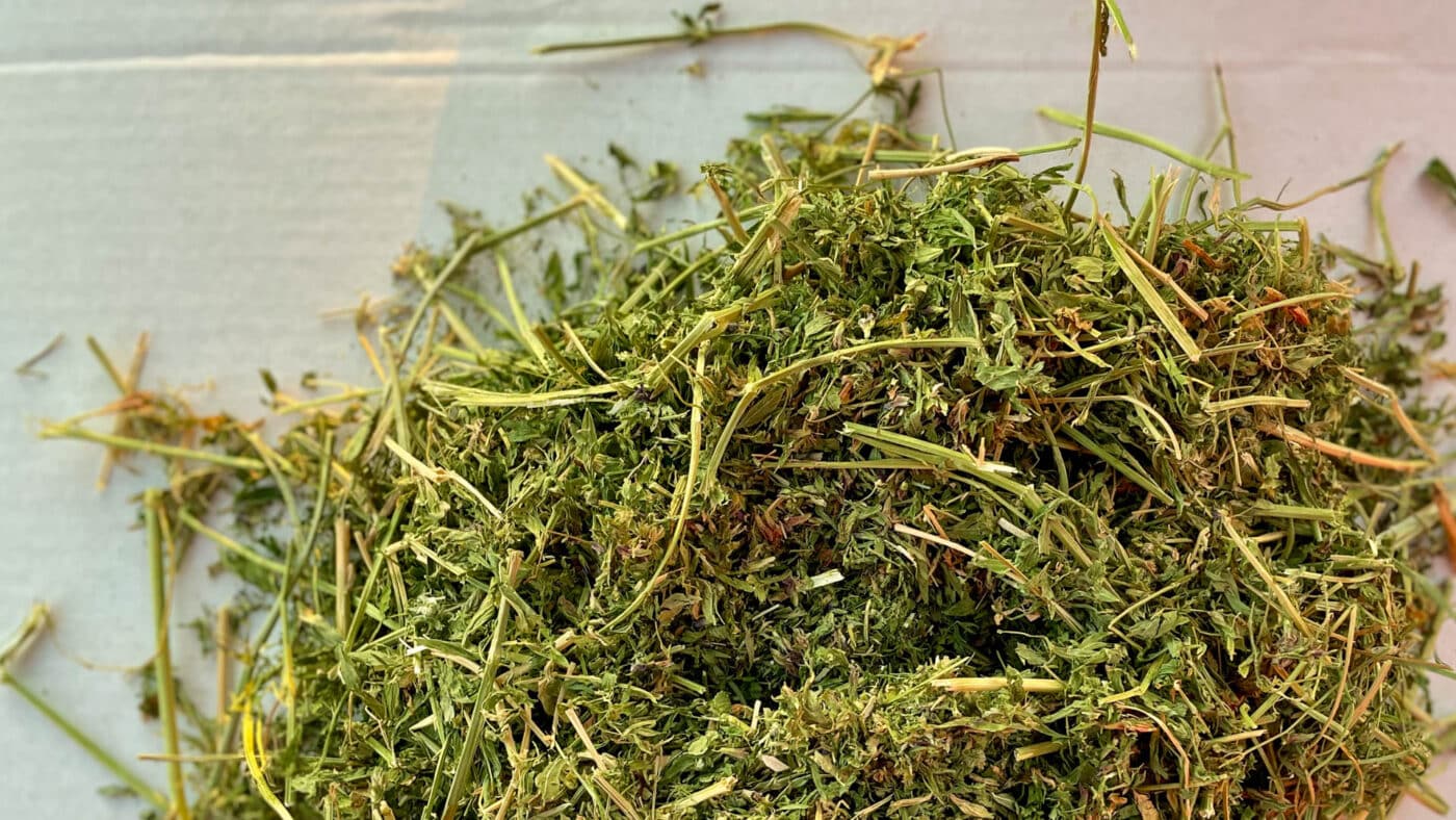 picture of alfalfa hay for rabbits