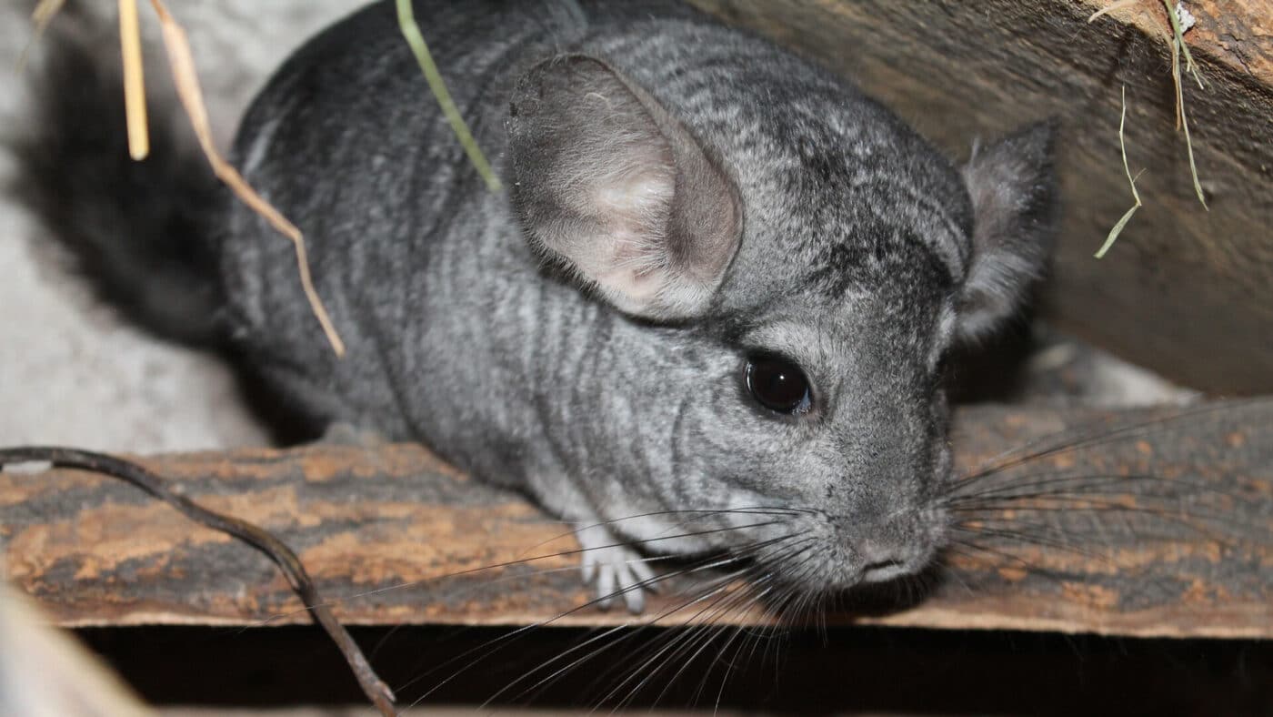 A chinchilla who is about to eat hay. 