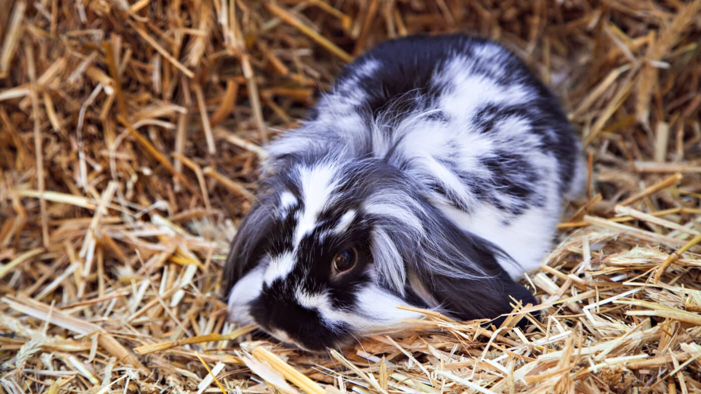 a rabbit who is on a hay diet 