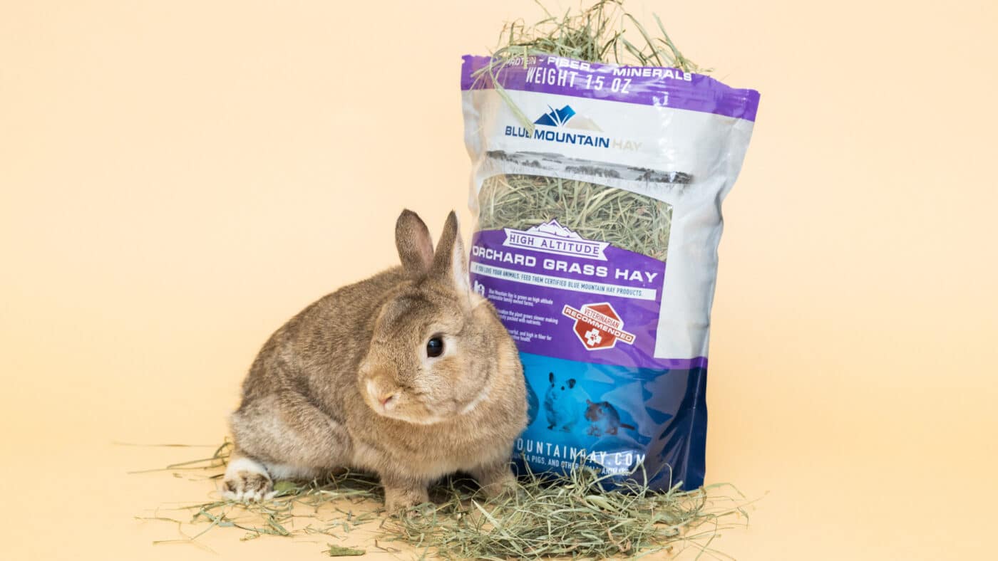 hay for rabbits 